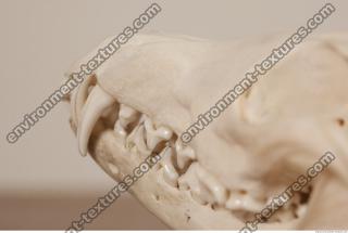 photo reference of skull 0039